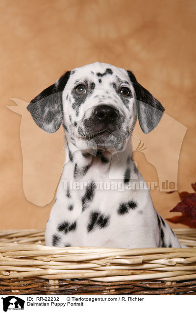 Dalmatiner Welpe Portrait / Dalmatian Puppy Portrait / RR-22232