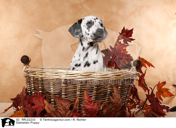 Dalmatiner Welpe / Dalmatian Puppy / RR-22233