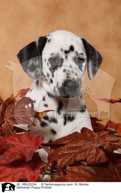 Dalmatiner Welpe Portrait / Dalmatian Puppy Portrait / RR-22234