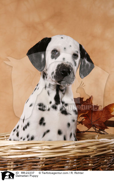 Dalmatiner Welpe / Dalmatian Puppy / RR-22237