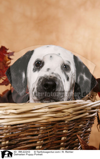 Dalmatiner Welpe Portrait / Dalmatian Puppy Portrait / RR-22243