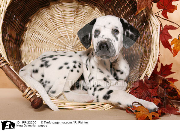 liegender Dalmatiner Welpe / lying Dalmatian puppy / RR-22250