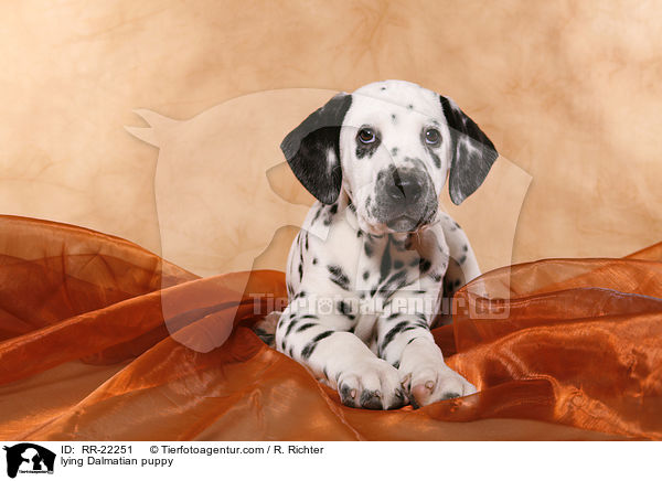 liegender Dalmatiner Welpe / lying Dalmatian puppy / RR-22251