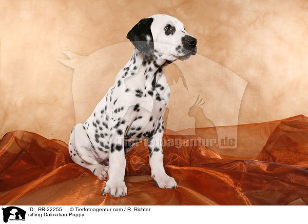 sitzender Dalmatiner Welpe / sitting Dalmatian Puppy / RR-22255