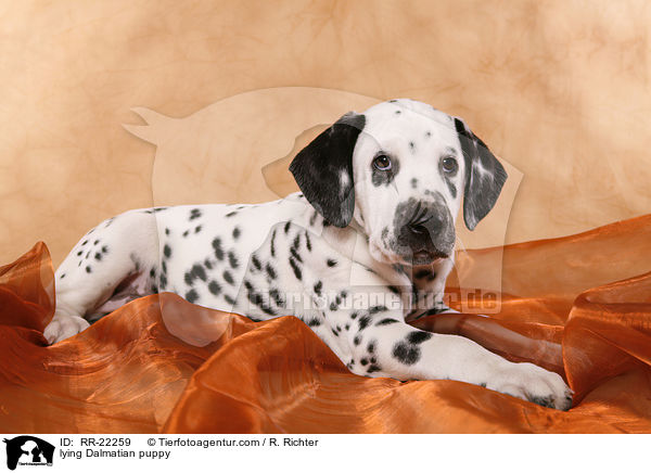 liegender Dalmatiner Welpe / lying Dalmatian puppy / RR-22259