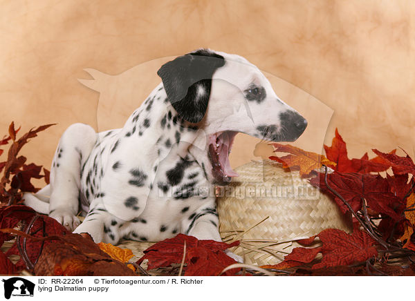 liegender Dalmatiner Welpe / lying Dalmatian puppy / RR-22264