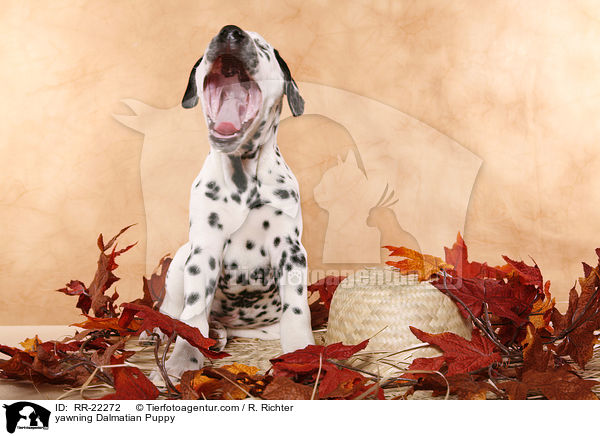 ghnender Dalmatiner Welpe / yawning Dalmatian Puppy / RR-22272