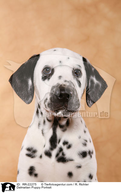 Dalmatiner Welpe Portrait / Dalmatian Puppy Portrait / RR-22275