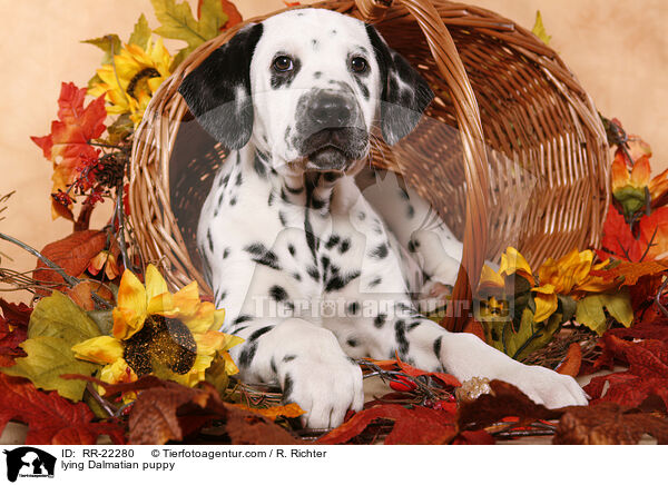 liegender Dalmatiner Welpe / lying Dalmatian puppy / RR-22280