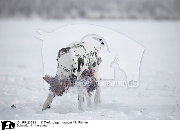 Dalmatiner im Schnee / Dalmatian in the snow / RR-23581