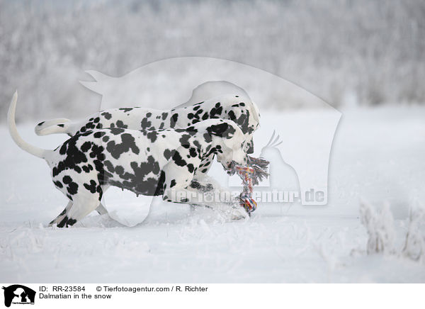 Dalmatiner im Schnee / Dalmatian in the snow / RR-23584