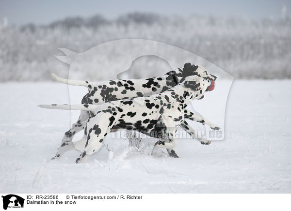 Dalmatiner im Schnee / Dalmatian in the snow / RR-23586