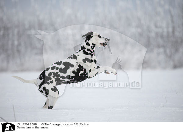 Dalmatiner im Schnee / Dalmatian in the snow / RR-23588