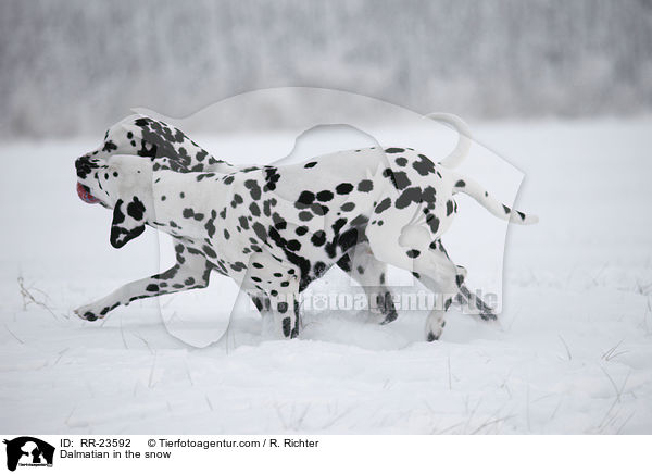 Dalmatiner im Schnee / Dalmatian in the snow / RR-23592