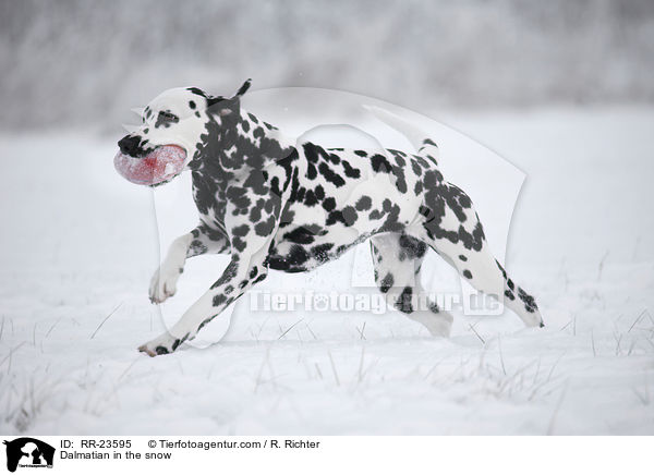 Dalmatiner im Schnee / Dalmatian in the snow / RR-23595