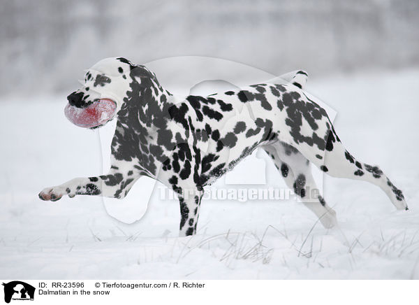 Dalmatiner im Schnee / Dalmatian in the snow / RR-23596