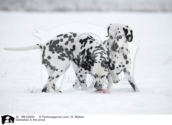 Dalmatiner im Schnee / Dalmatian in the snow / RR-23604