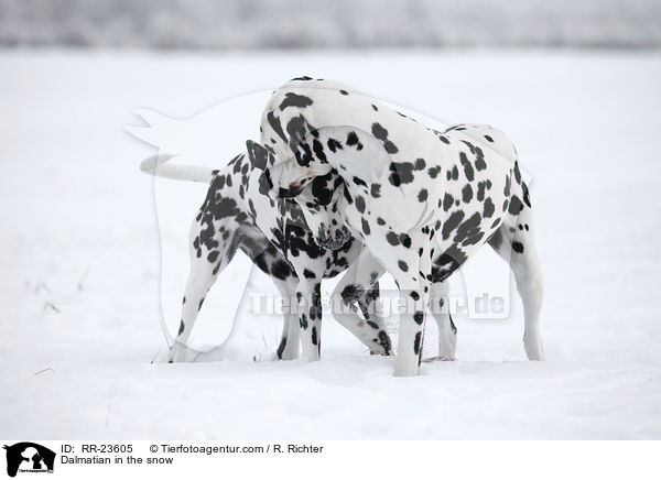 Dalmatiner im Schnee / Dalmatian in the snow / RR-23605