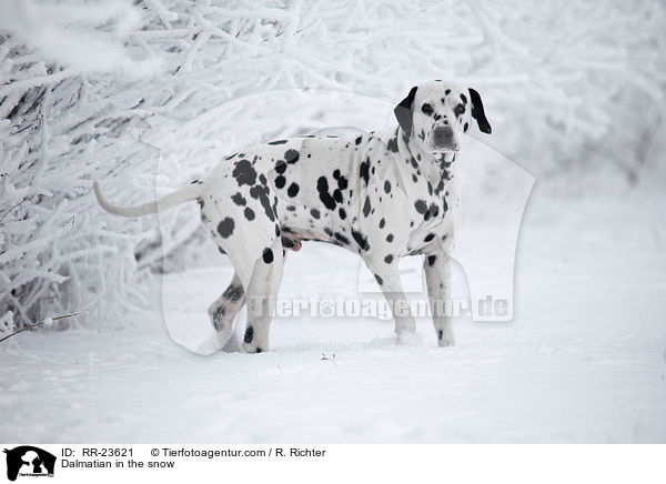 Dalmatiner im Schnee / Dalmatian in the snow / RR-23621