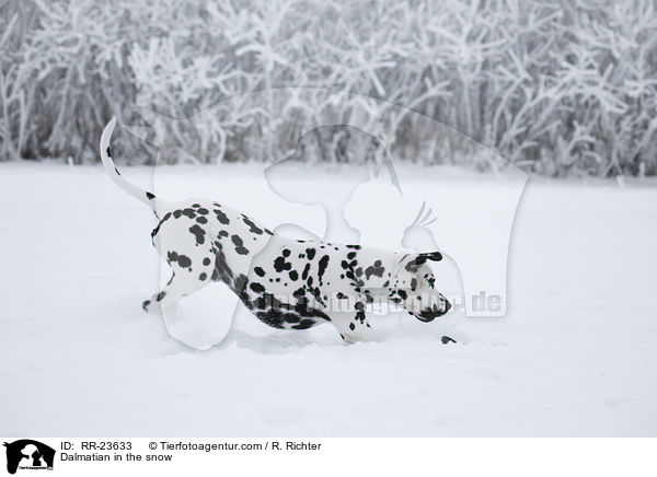 Dalmatiner im Schnee / Dalmatian in the snow / RR-23633