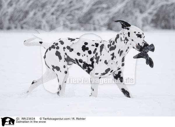 Dalmatiner im Schnee / Dalmatian in the snow / RR-23634