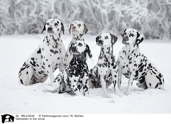 Dalmatian in the snow / RR-23636