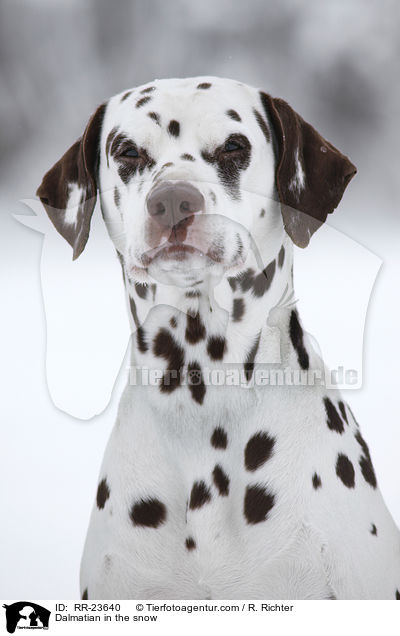 Dalmatiner im Schnee / Dalmatian in the snow / RR-23640