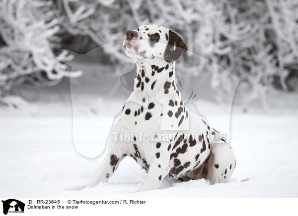 Dalmatiner im Schnee / Dalmatian in the snow / RR-23645