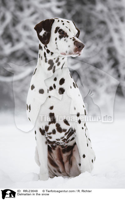 Dalmatiner im Schnee / Dalmatian in the snow / RR-23648