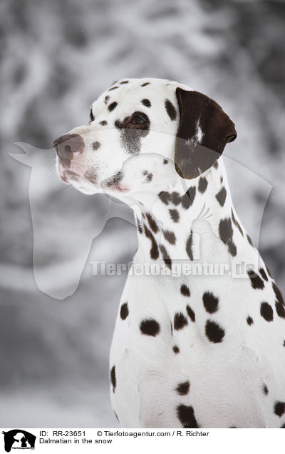 Dalmatiner im Schnee / Dalmatian in the snow / RR-23651