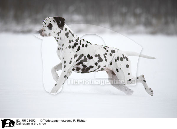 Dalmatiner im Schnee / Dalmatian in the snow / RR-23652