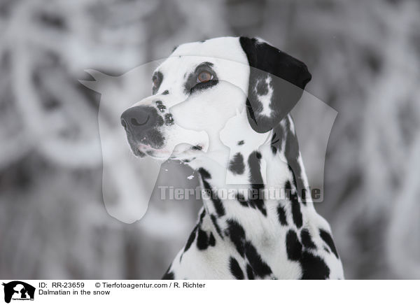 Dalmatiner im Schnee / Dalmatian in the snow / RR-23659