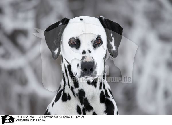 Dalmatiner im Schnee / Dalmatian in the snow / RR-23660