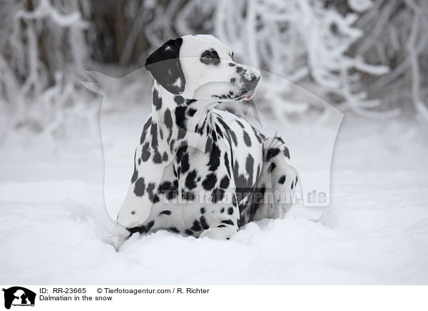 Dalmatiner im Schnee / Dalmatian in the snow / RR-23665