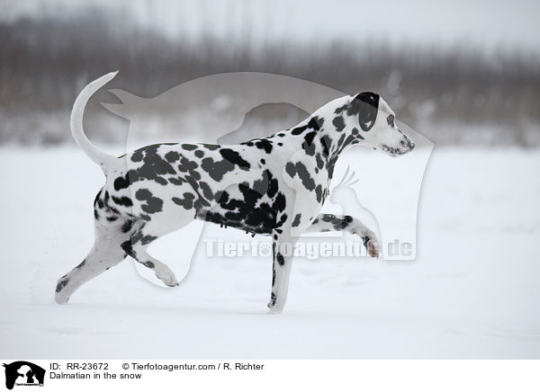 Dalmatiner im Schnee / Dalmatian in the snow / RR-23672