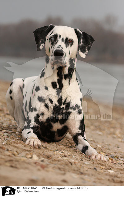 liegender Dalmatiner / lying Dalmatian / MK-01041