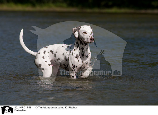 Dalmatiner / Dalmatian / KF-01758