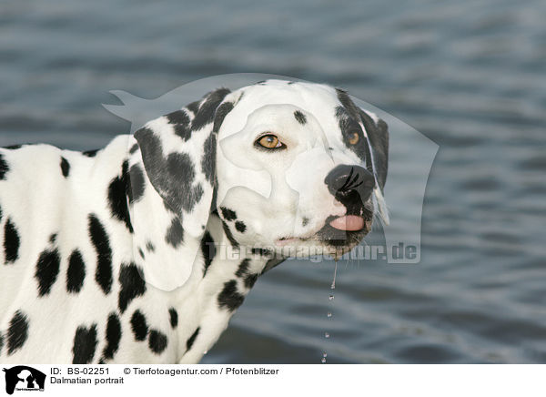 Dalmatiner Portrait / Dalmatian portrait / BS-02251