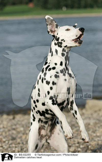 Dalmatiner f�ngt Leckerli / Dalmatian catches treat / BS-02255