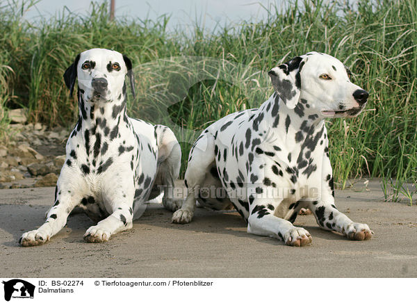 Dalmatiner / Dalmatians / BS-02274