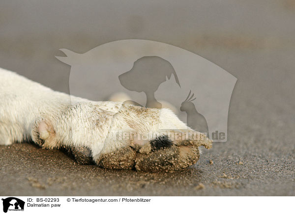 Dalmatiner Pfote / Dalmatian paw / BS-02293