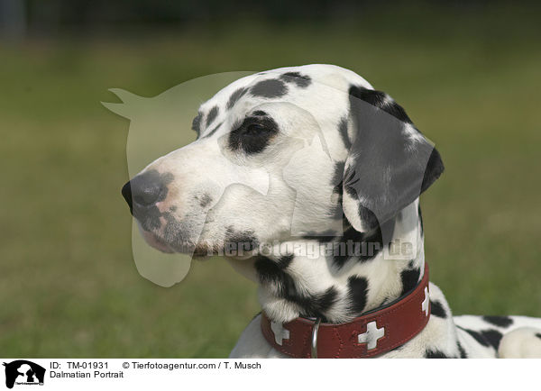 Dalmatiner Portrait / Dalmatian Portrait / TM-01931