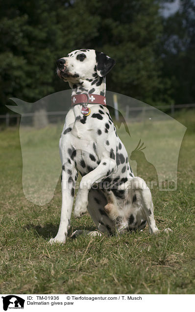 Dalmatiner gibt Pftchen / Dalmatian gives paw / TM-01936