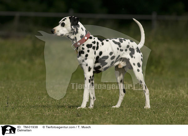 Dalmatiner / Dalmatian / TM-01938