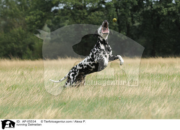 rennender Dalmatiner / running Dalmatian / AP-05534