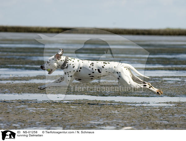 rennender Dalmatiner / running Dalmatian / NS-01258