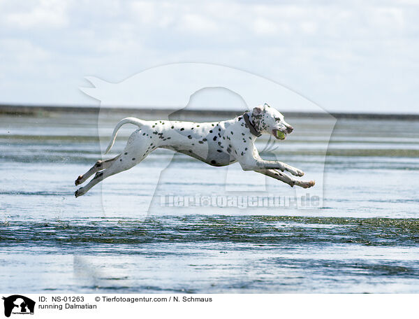 rennender Dalmatiner / running Dalmatian / NS-01263