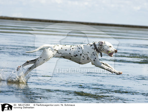 rennender Dalmatiner / running Dalmatian / NS-01264