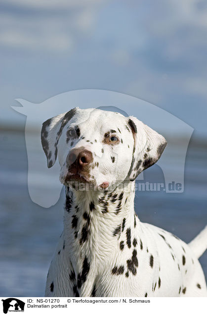 Dalmatiner Portrait / Dalmatian portrait / NS-01270
