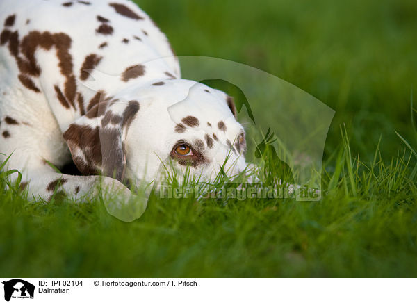 Dalmatiner / Dalmatian / IPI-02104